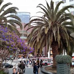 Decorated Palm Trees at Union Square